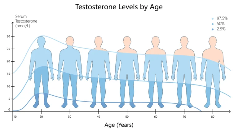 Testosterone levels. Line graph showing testosterone levels (nmol/L) by age, with silhouettes representing age groups from 10 to 90 years and three percentile lines for 97.5%, 50%, and 2.5% levels.