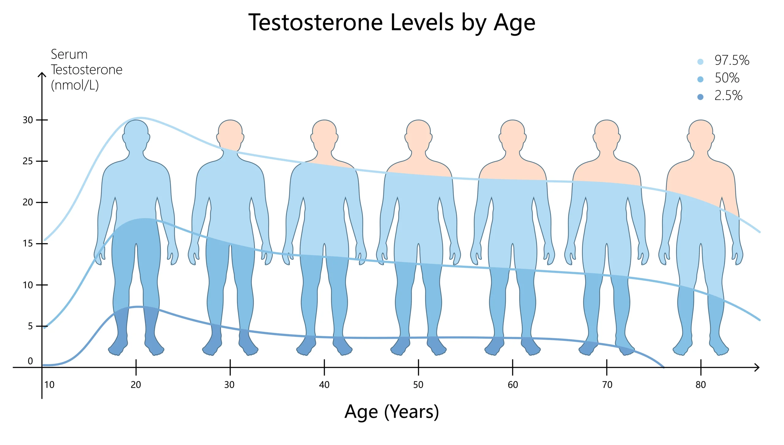 Testosterone levels. Line graph showing testosterone levels (nmol/L) by age, with silhouettes representing age groups from 10 to 90 years and three percentile lines for 97.5%, 50%, and 2.5% levels.