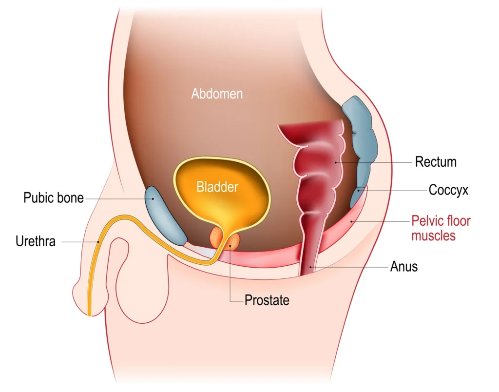 Kegel exercises. Medical illustration of the pelvic floor muscles in a human body, showing the bladder, urethra, prostate, rectum, coccyx, anus, and abdomen. Labels identify each structure.